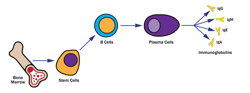 immunoglobulins