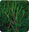 Ragweed