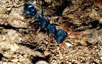 are bulldog ants the only australian ant species